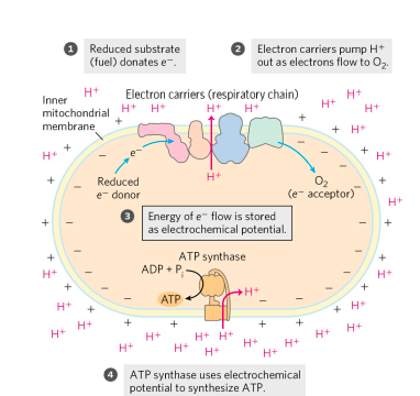 FIGURE DEPICTING The chemiosmotic mechanism for ATP synthesis in mitochondria (OXIDATIVE PHOSPHORYLATION)