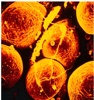 STORAGE LIPIDS 1