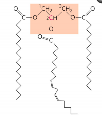 STORAGE LIPIDS 