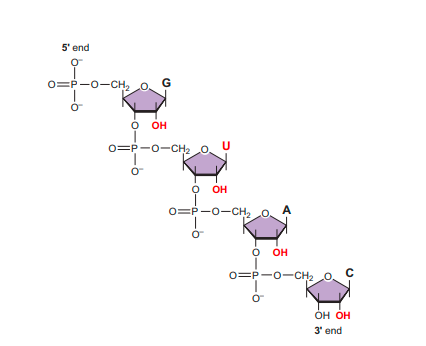 STRUCTURE AND FUNCTION OF RNA 2