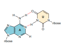 STRUCTURE AND FUNCTION OF RNA 3