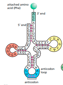 FIGURE DEPICTING  tRNA  structure