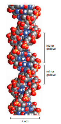 Watson –Crick model of DNA