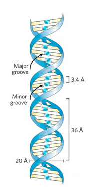 Watson –Crick model of DNA