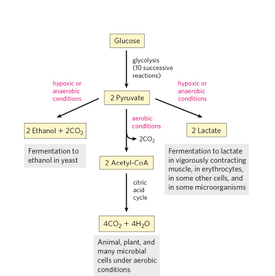 FIGURE DEPICTING Fate of pyruvate