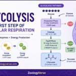 Glycolysis pathway showing glucose breakdown into pyruvate, ATP production, NADH formation, and energy investment and payoff phases