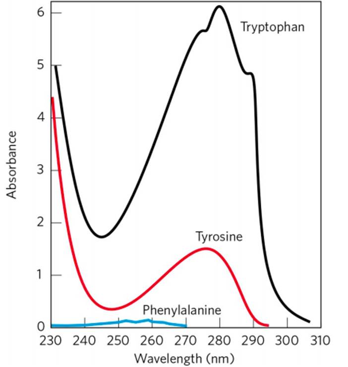 STRUCTURE OF AMINO ACIDS AND PEPTIDE