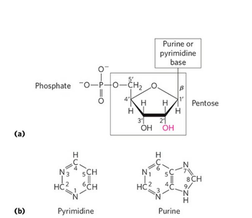 STRUCTURE AND TYPES OF NUCLEOTIDES