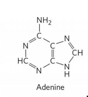 STRUCTURE AND TYPES OF NUCLEOTIDES