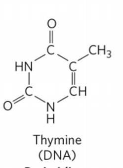 STRUCTURE AND TYPES OF NUCLEOTIDES