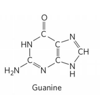 STRUCTURE AND TYPES OF NUCLEOTIDES