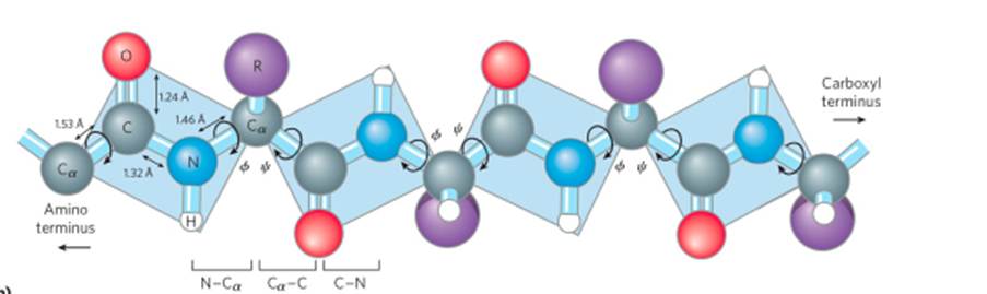 STRUCTURE OF AMINO ACIDS AND PEPTIDE