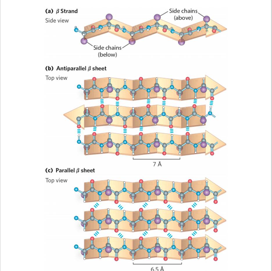 STRUCTURE OF PROTEIN
