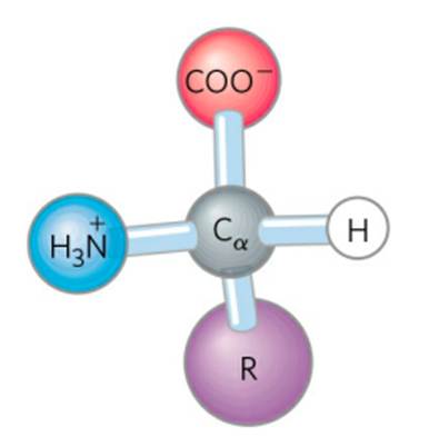 STRUCTURE OF AMINO ACIDS AND PEPTIDE