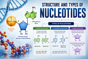 nucleotides
