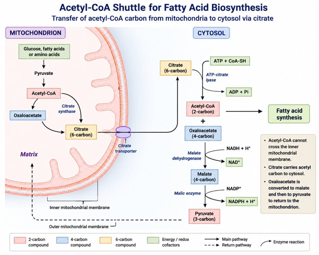 Lipid Biosynthesis: Fatty Acid, Cholesterol and Membrane Lipid Synthesis | Zoologyverse Acetyl-CoA shuttle showing citrate transport from mitochondria to cytosol for fatty acid biosynthesis