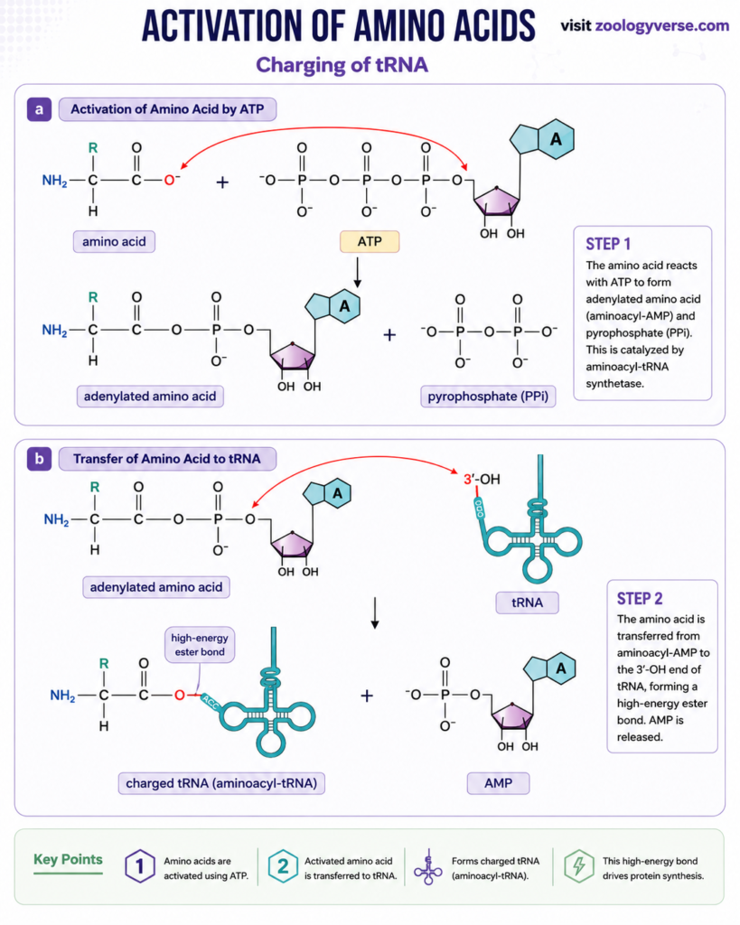 Protein Synthesis: Steps, Process, Genetic Code and Translation | Zoologyverse Amino acid activation diagram showing ATP-dependent formation of aminoacyl-AMP and transfer of the amino acid to tRNA to form charged aminoacyl-tRNA