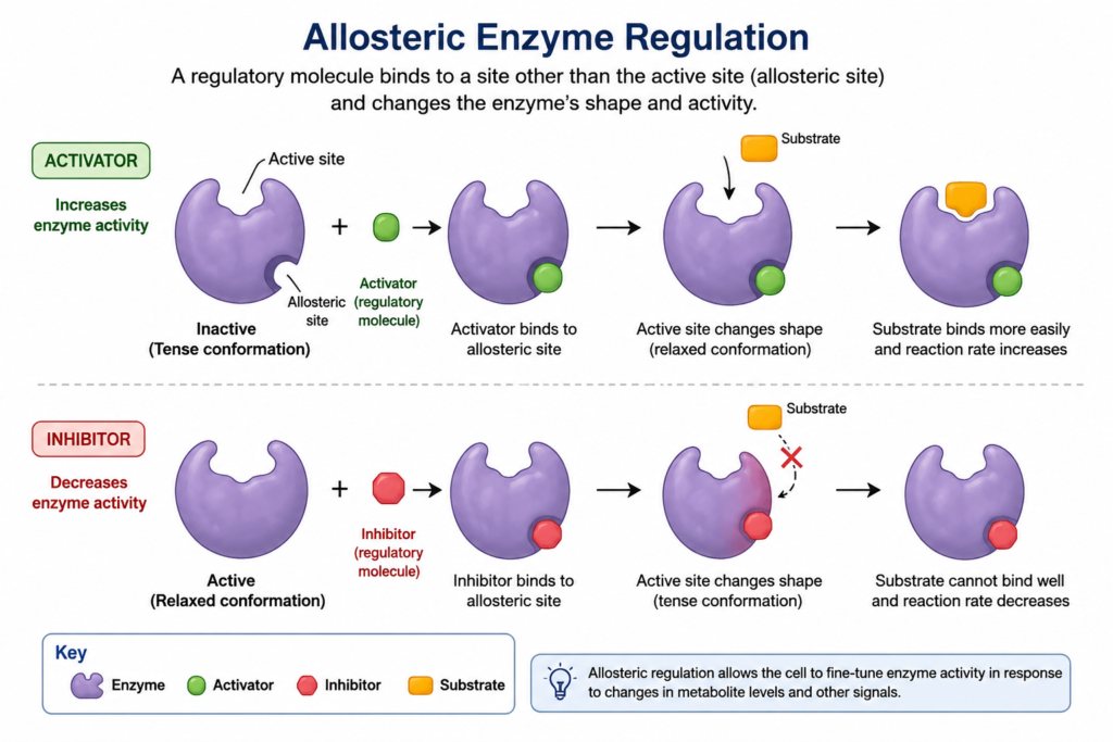 Regulation of Enzyme Action: Mechanisms, Types and Biological Importance | Zoologyverse Diagram showing allosteric regulation of an enzyme by binding of a regulatory molecule at a site separate from the active site.