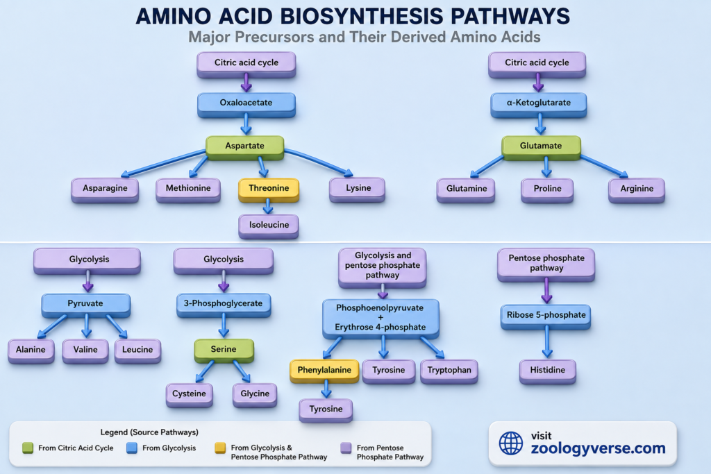 Amino Acid Biosynthesis: Pathways, Precursors and Synthesis | Zoologyverse Diagram showing amino acid biosynthesis pathways from glycolysis, the citric acid cycle, and the pentose phosphate pathway