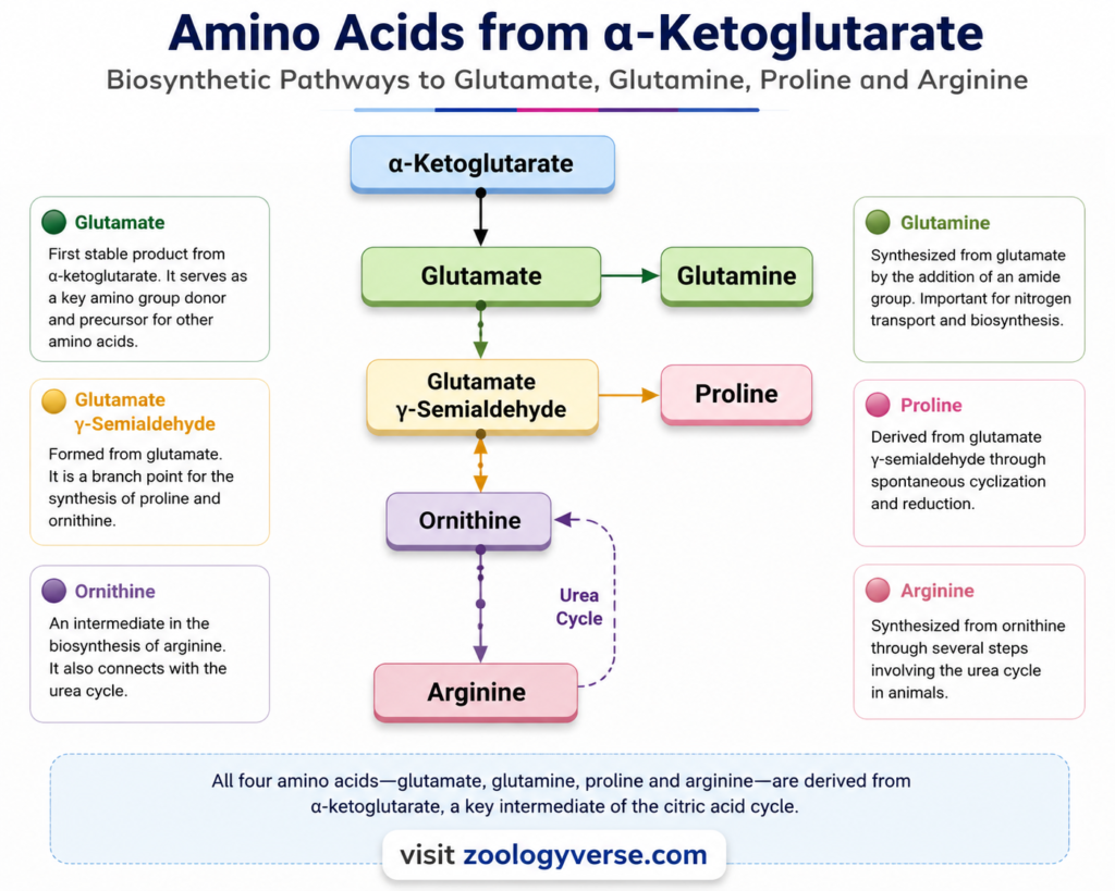 Amino Acid Biosynthesis: Pathways, Precursors and Synthesis | Zoologyverse Diagram showing the biosynthesis of glutamate, glutamine, proline, and arginine from α-ketoglutarate through glutamate and ornithine intermediates