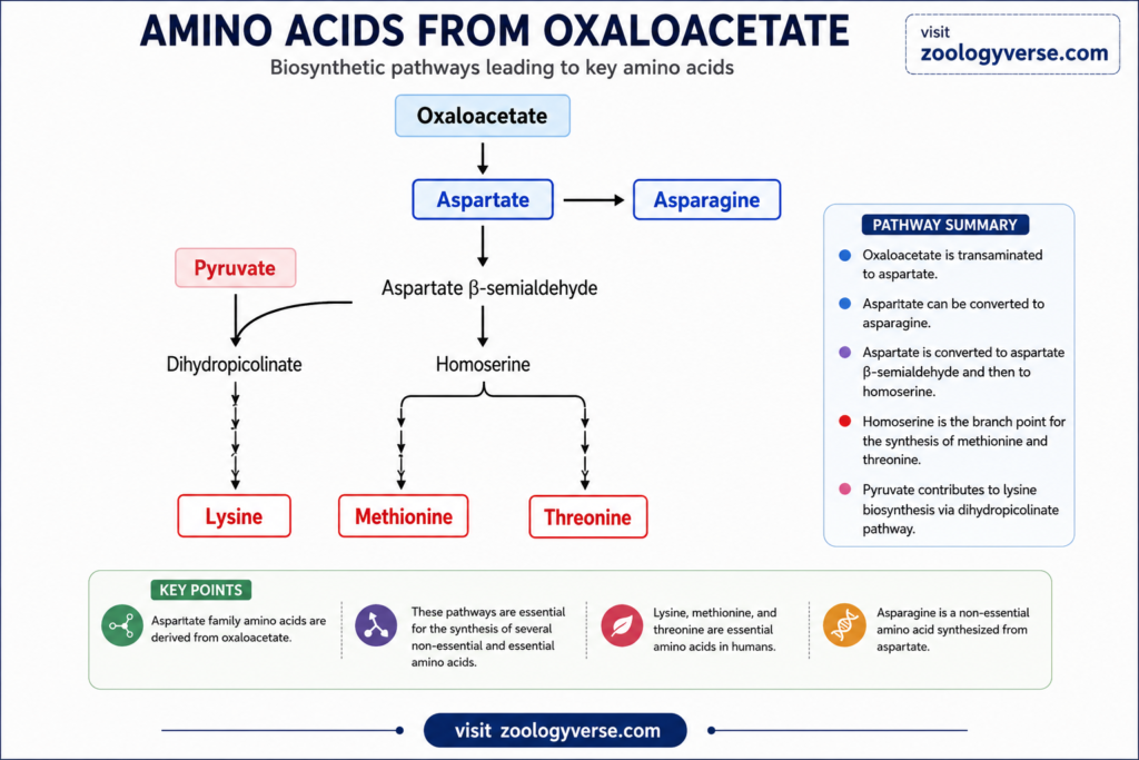 Amino Acid Biosynthesis: Pathways, Precursors and Synthesis | Zoologyverse Diagram showing amino acid biosynthesis from oxaloacetate, including aspartate, asparagine, lysine, methionine, and threonine through key metabolic intermediates