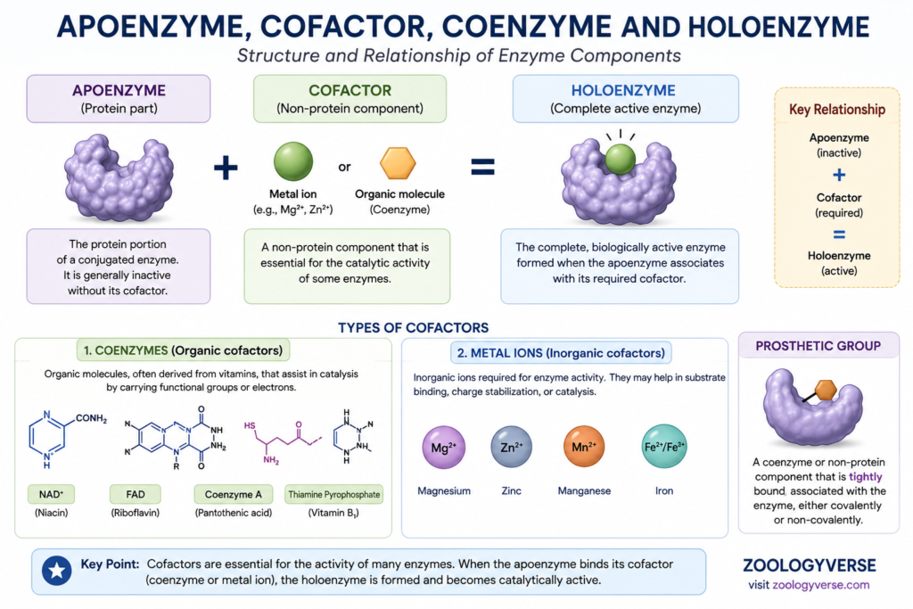 Enzymes: Definition, Classification, Cofactors and Michaelis-Menten Kinetics | Zoologyverse Infographic showing the relationship between apoenzyme, cofactors, coenzymes, prosthetic groups and holoenzymes