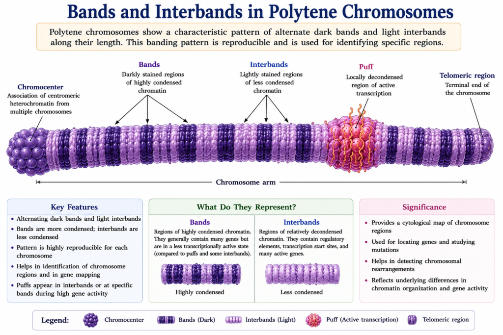 Polytene Chromosomes: Structure, Formation, Functions and Significance | Zoologyverse diagram showing dark bands, light interbands, puffs, chromocenter, chromosome arm, and telomeric region of a polytene chromosome