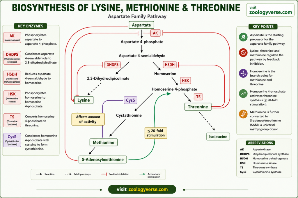 Amino Acid Biosynthesis: Pathways, Precursors and Synthesis | Zoologyverse Diagram showing the aspartate family pathway for lysine, methionine, and threonine biosynthesis, including major enzymes, metabolic intermediates, and feedback regulation