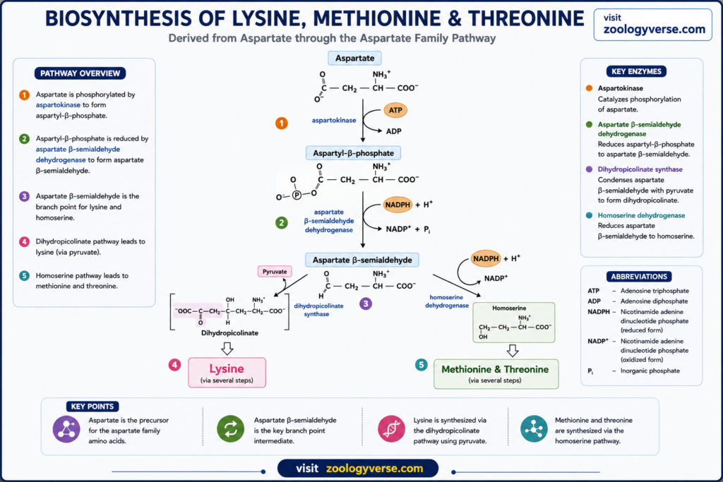 Amino Acid Biosynthesis: Pathways, Precursors and Synthesis | Zoologyverse Diagram showing the biosynthesis of lysine, methionine, and threonine from aspartate through aspartate β-semialdehyde, dihydrodipicolinate, and homoserine pathways