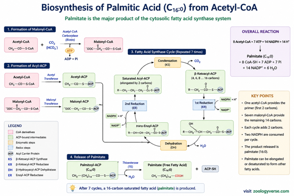Lipid Biosynthesis: Fatty Acid, Cholesterol and Membrane Lipid Synthesis | Zoologyverse Palmitic acid biosynthesis pathway showing acetyl-CoA, malonyl-CoA, fatty acid synthase cycles and palmitate formation