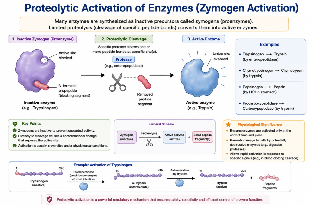 Regulation of Enzyme Action: Mechanisms, Types and Biological Importance | Zoologyverse Blood coagulation cascade showing intrinsic and extrinsic pathways converging on factor X, thrombin formation, and fibrin production.