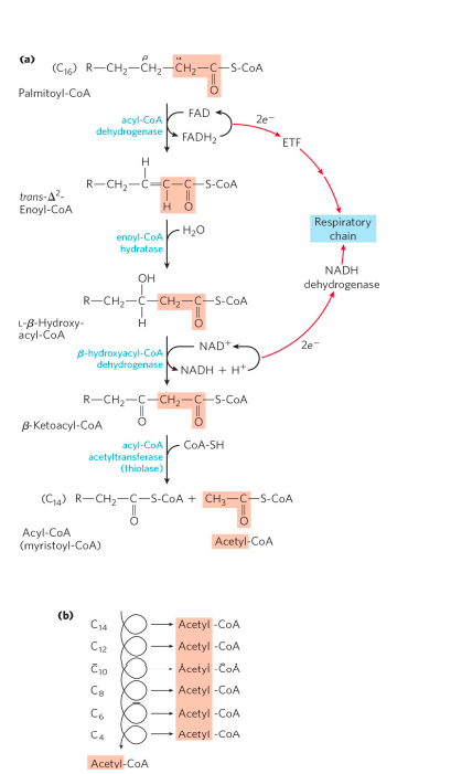 Fatty Acid Catabolism: Beta-Oxidation & ATP Yield Explained | Zoologyverse Beta oxidation pathway (CATABOLISM OF FATTY ACID)