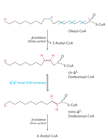 Fatty Acid Catabolism: Beta-Oxidation & ATP Yield Explained | Zoologyverse Monounsaturated fatty acid oxidation (CATABOLISM OF FATTY ACID)