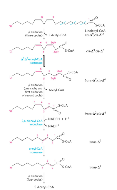 Fatty Acid Catabolism: Beta-Oxidation & ATP Yield Explained | Zoologyverse Oxidation of polyunsaturated fatty acid chain (CATABOLISM OF FATTY ACID)