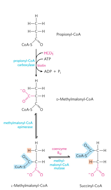 Fatty Acid Catabolism: Beta-Oxidation & ATP Yield Explained | Zoologyverse Oxidation of propionyl-CoA (CATABOLISM OF FATTY ACID 5)