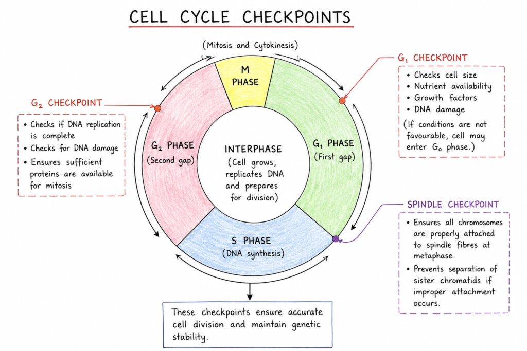 diagram showing the G₁, G₂, and spindle checkpoints of the cell cycle and their roles in ensuring accurate cell division and genetic stability.