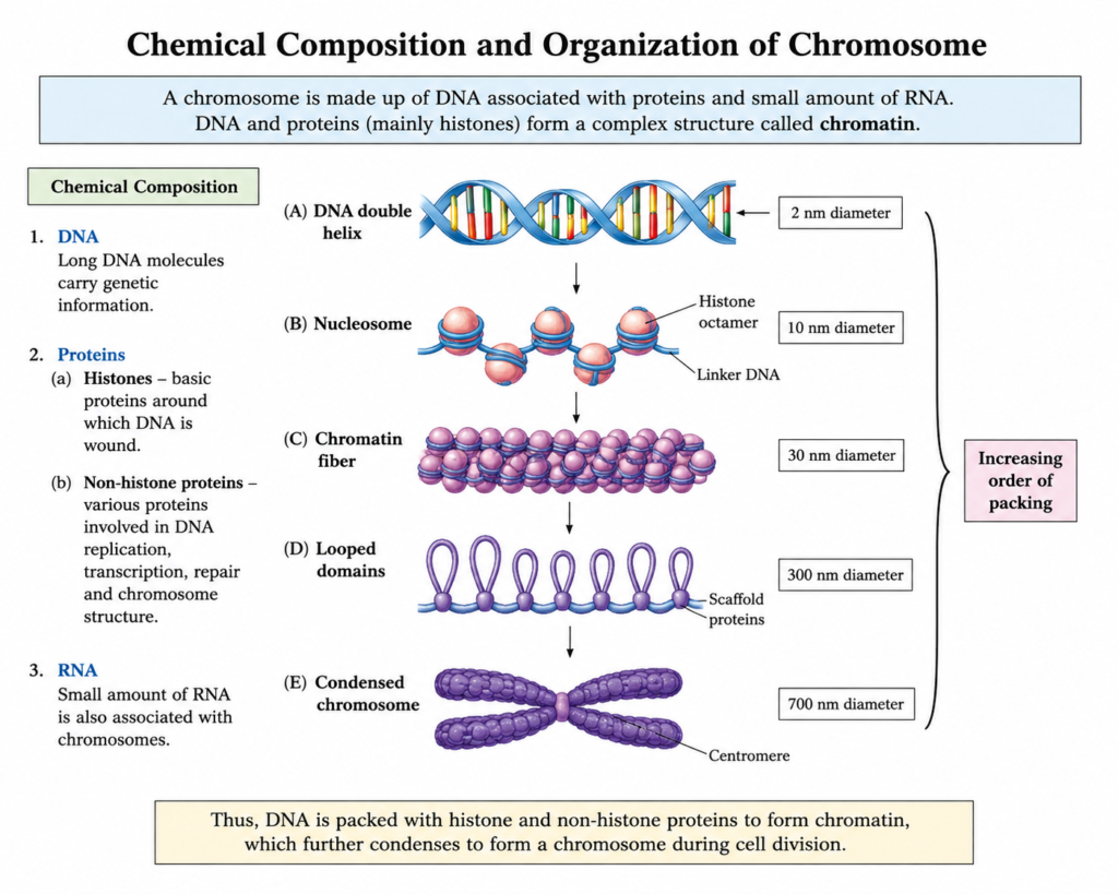 Structure and Functions of Chromosome | Zoologyverse Textbook-style diagram showing DNA, histones, non-histone proteins, RNA, nucleosomes, chromatin, looped domains, and condensed chromosome