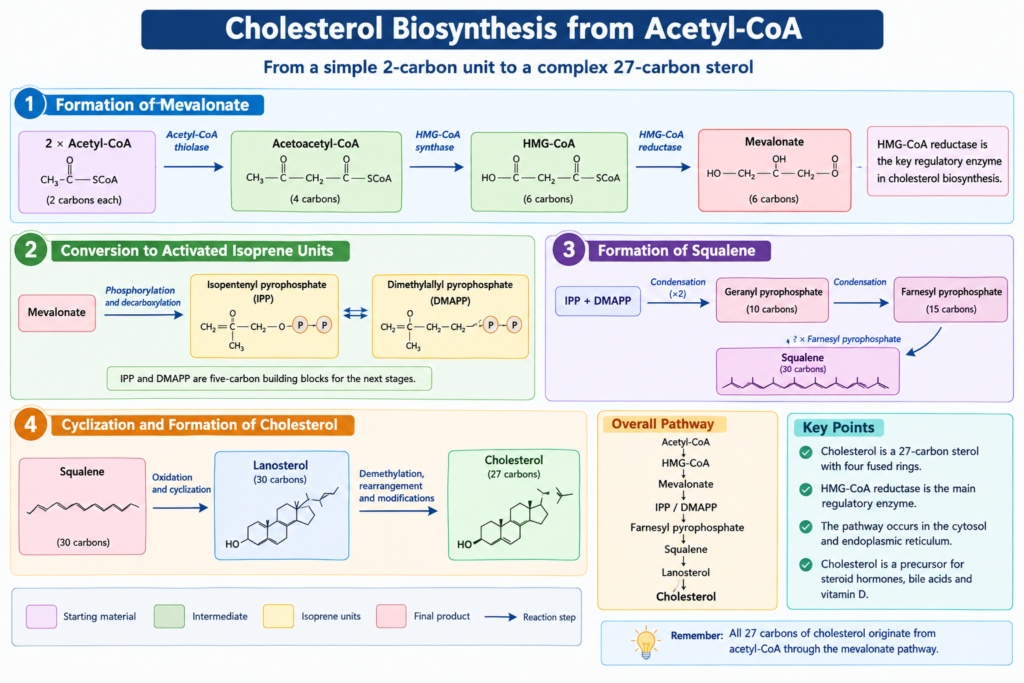 Lipid Biosynthesis: Fatty Acid, Cholesterol and Membrane Lipid Synthesis | Zoologyverse Cholesterol biosynthesis pathway showing acetyl-CoA, HMG-CoA, mevalonate, isoprene units, squalene, lanosterol and cholesterol