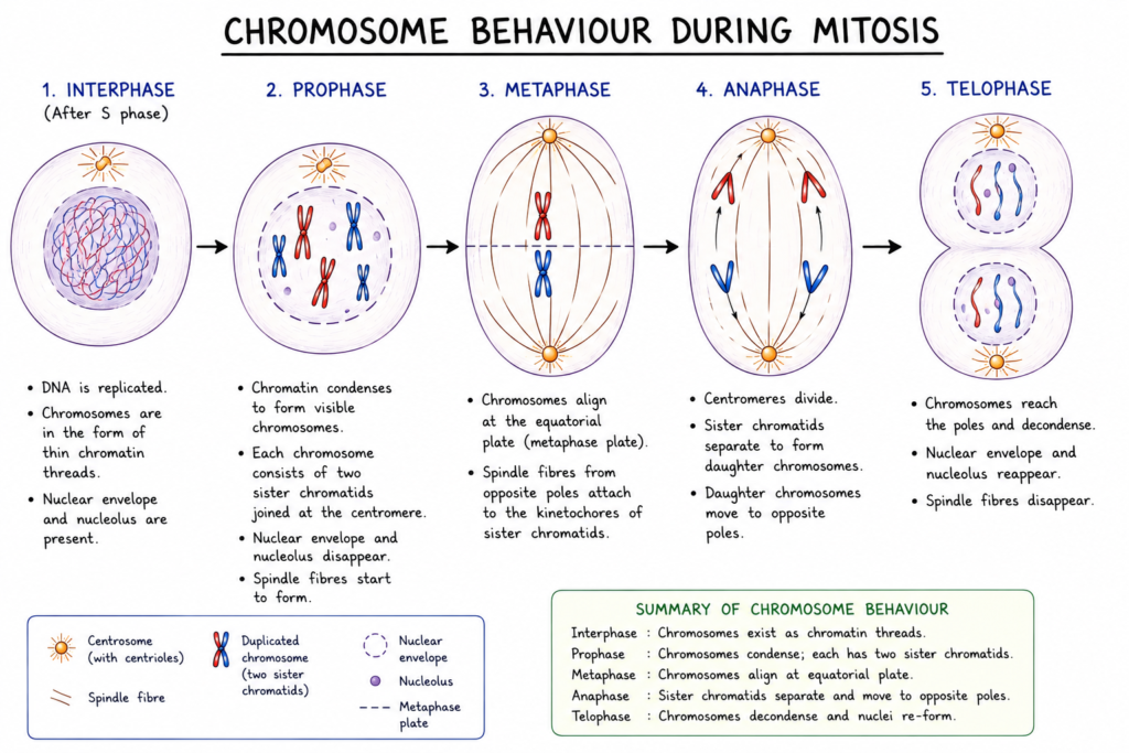 Mitosis: Stages, Process, Significance and Importance | Zoologyverse diagram showing chromosome behaviour during interphase, prophase, metaphase, anaphase and telophase of mitosis.