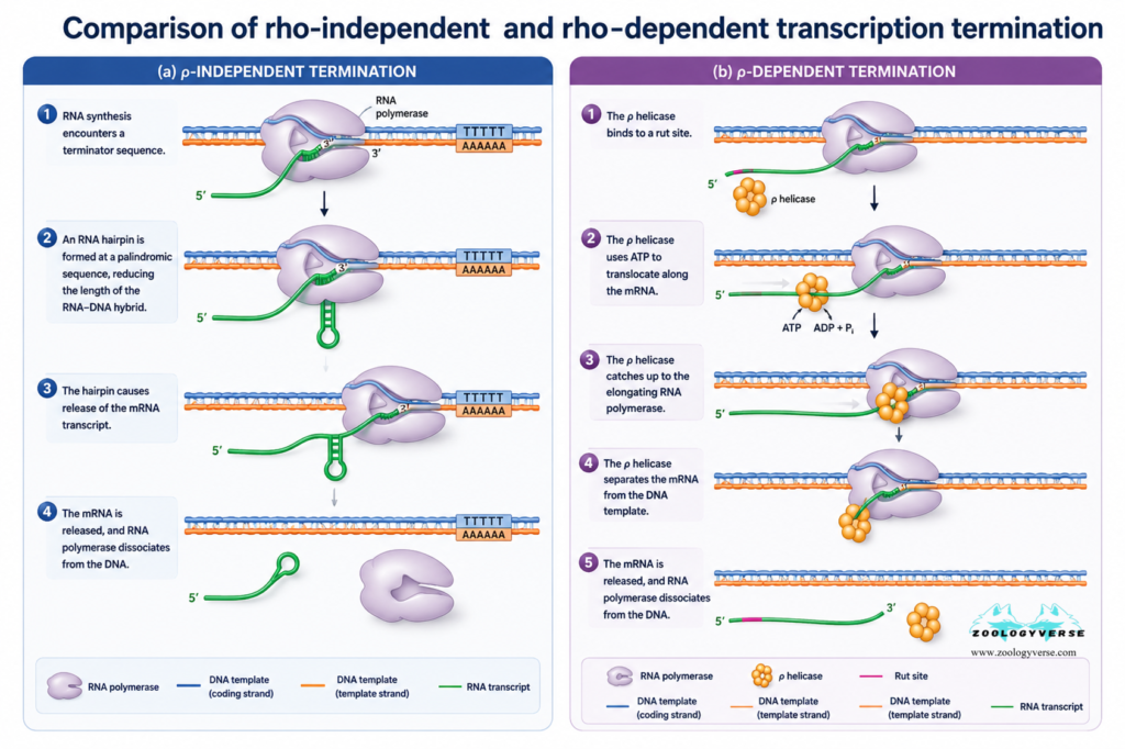 RNA Synthesis Explained: Transcription Steps & Diagram | Zoologyverse Comparison of rho-independent and rho-dependent transcription termination