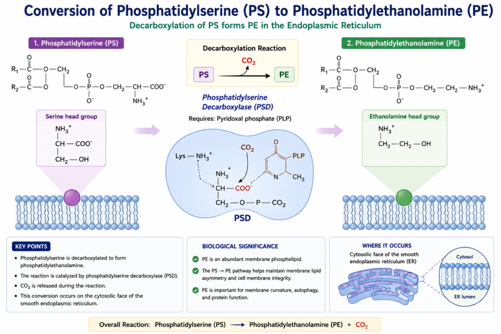 Lipid Biosynthesis: Fatty Acid, Cholesterol and Membrane Lipid Synthesis | Zoologyverse Phosphatidylserine to phosphatidylethanolamine conversion showing decarboxylation and carbon dioxide release