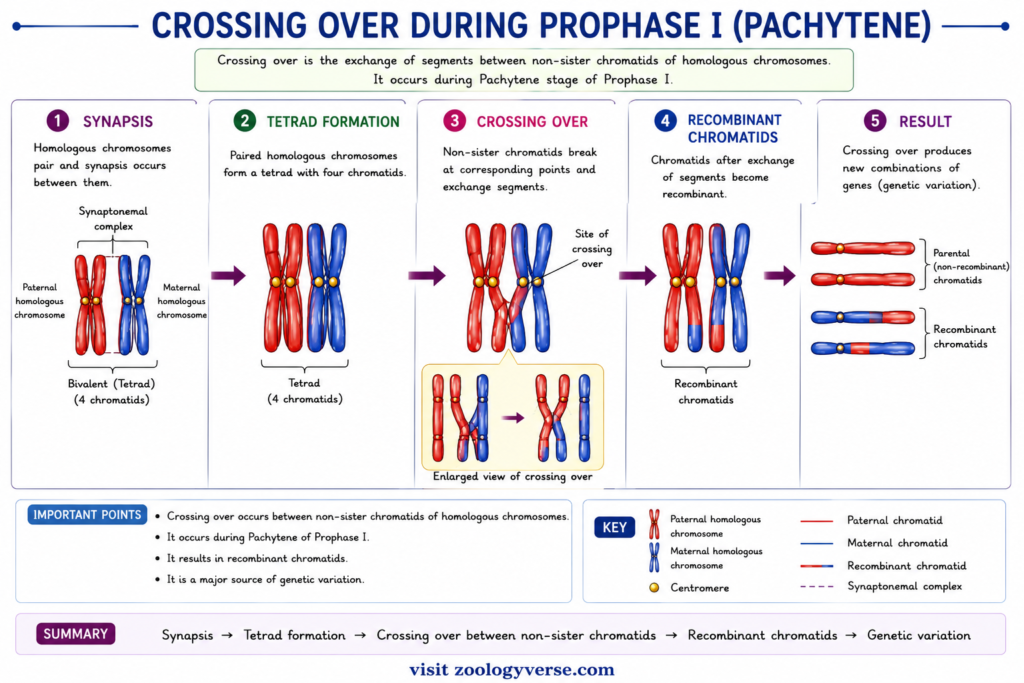 Meiosis: Stages, Process, Crossing Over and Significance | Zoologyverse diagram showing synapsis, tetrad formation, crossing over between non-sister chromatids, recombinant chromatids and genetic variation during Pachytene.