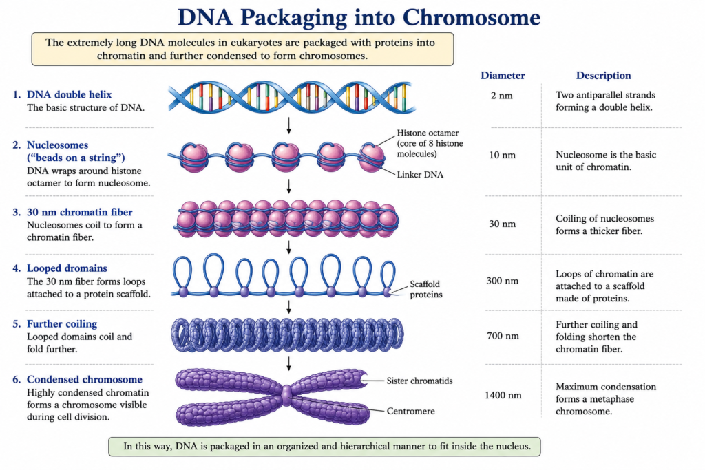 Structure and Functions of Chromosome | Zoologyverse diagram showing DNA packaging from the double helix through nucleosomes, chromatin, looped domains, and condensed chromosome