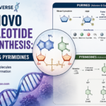 De Novo Nucleotide Biosynthesis Purines & Pyrimidines