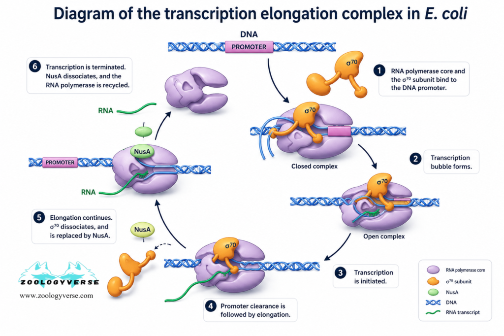 RNA Synthesis Explained: Transcription Steps & Diagram | Zoologyverse Diagram of the transcription elongation complex in E. coli