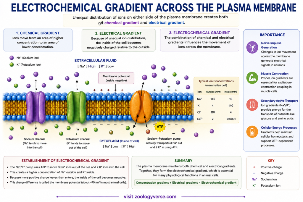 Structure and Functions of Plasma Membrane – Components, Fluid Mosaic Model and Functions | Zoologyverse Detailed diagram showing sodium and potassium ion gradients, membrane potential, sodium and potassium channels, and the sodium-potassium pump across the plasma membrane.