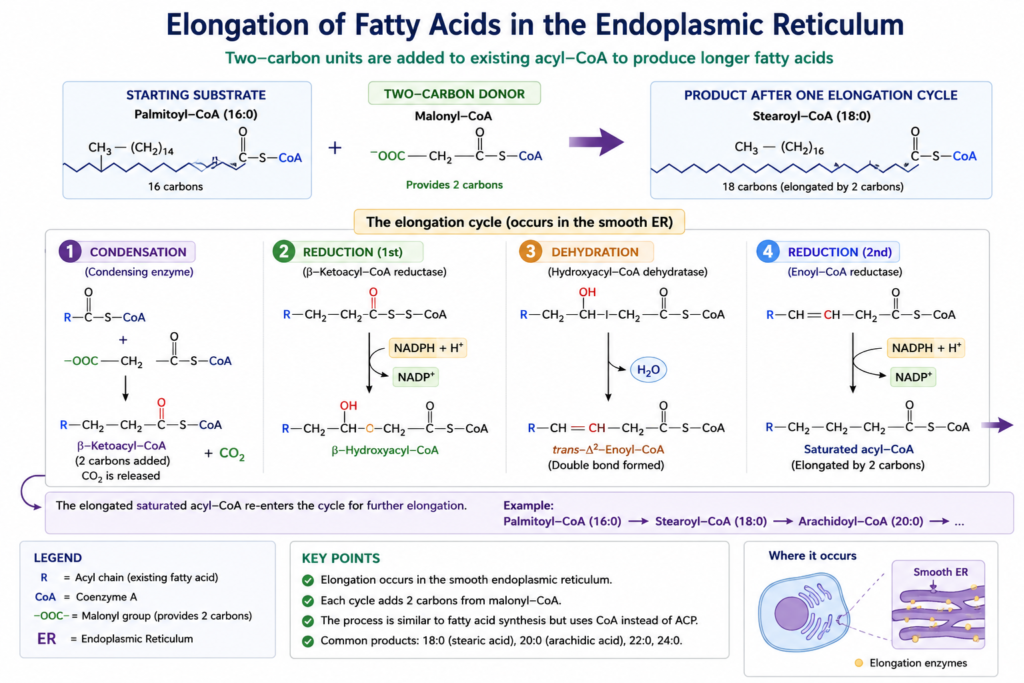 Lipid Biosynthesis: Fatty Acid, Cholesterol and Membrane Lipid Synthesis | Zoologyverse Fatty acid elongation pathway showing addition of two carbon units to palmitoyl-CoA to form stearoyl-CoA