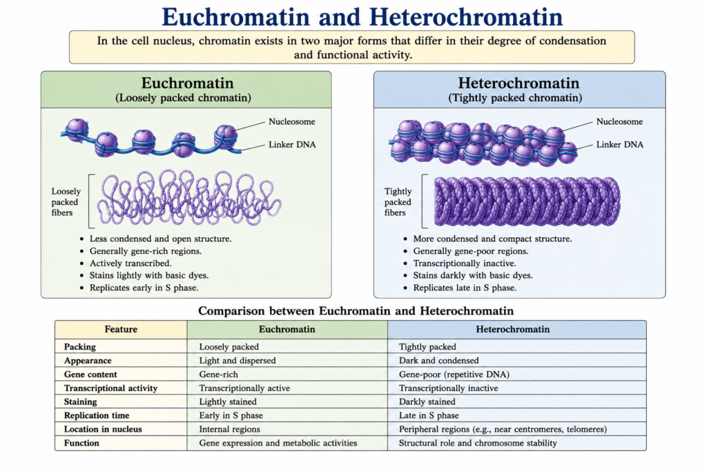Structure and Functions of Chromosome | Zoologyverse comparison of euchromatin and heterochromatin showing differences in chromatin packing, transcription, gene activity, and replication