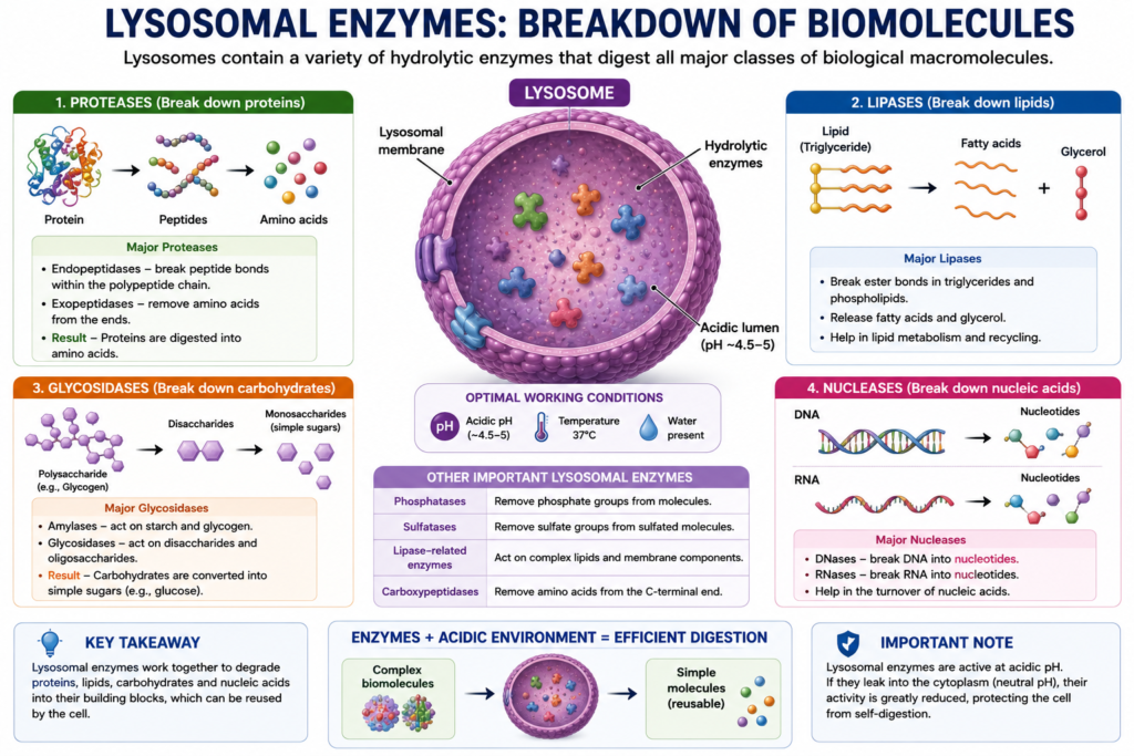 Lysosome – Structure and Functions | Zoologyverse Diagram showing lysosomal enzymes breaking down proteins, lipids, carbohydrates, and nucleic acids