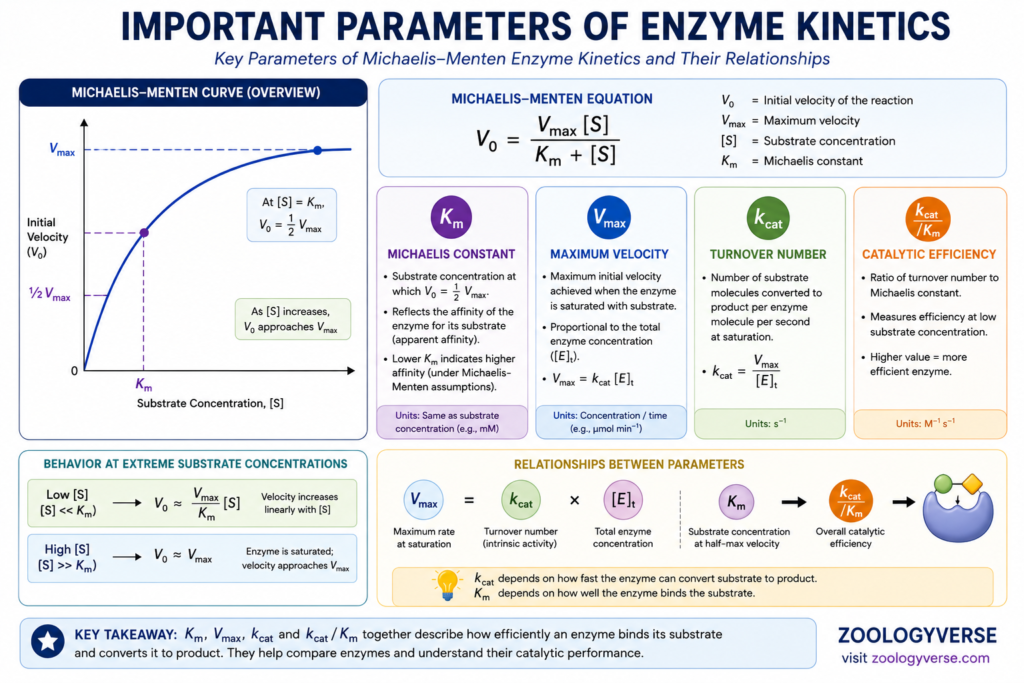 Enzymes: Definition, Classification, Cofactors and Michaelis-Menten Kinetics | Zoologyverse Infographic explaining Km Vmax kcat and catalytic efficiency in enzyme kinetics